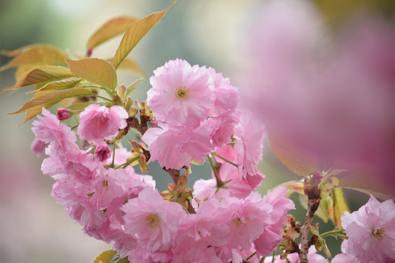 На період цвітіння сакури і до травневих свят “Укрзалізниця” призначила додаткові поїзди на Закарпаття