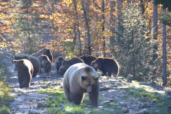 Реабілітаційний центр бурих ведмедів на Закарпатті зможе прийняти ще 12 клишоногих