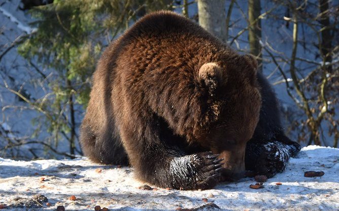 Шестеро ведмедів в реабілітаційному центрі нацпарку  “Синевир” впали у зимову сплячку