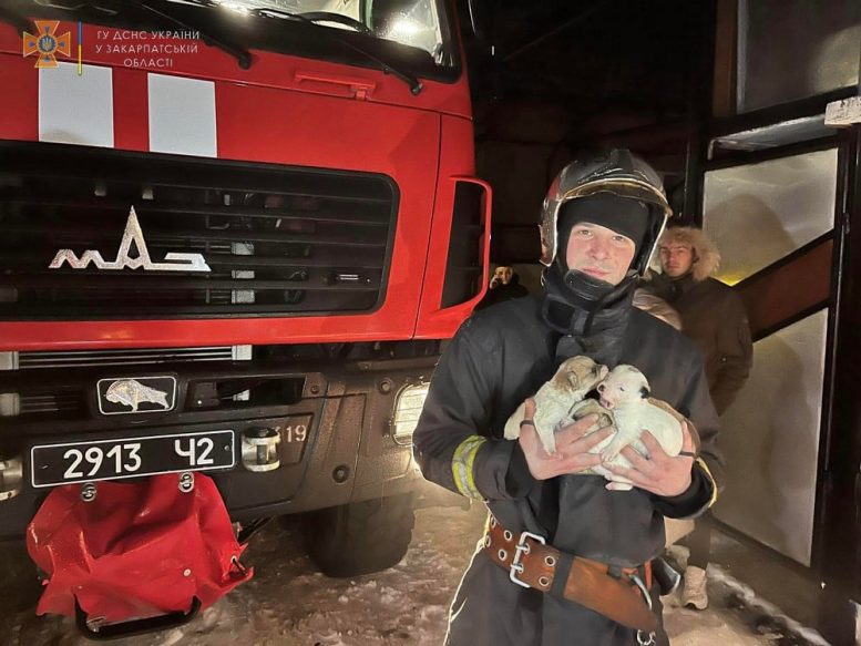 У Хустському районі рятувальники винесли з палаючого будинку чотирьох цуценят