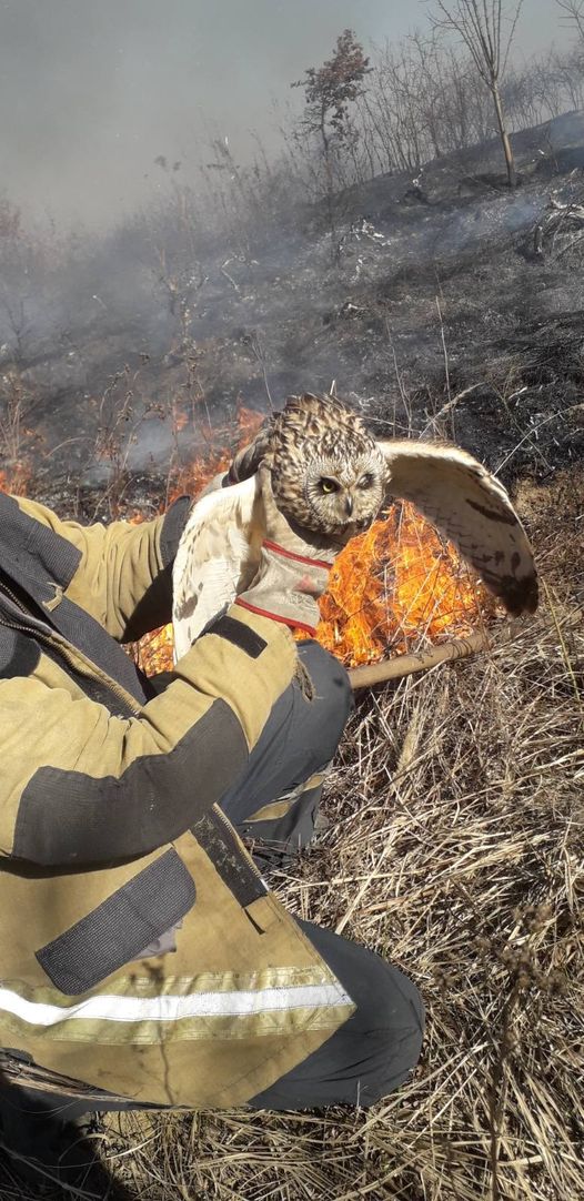 Під час пожежі сухої трави на Ужгородщині вогнеборці врятували сову (ФОТОФАКТ)