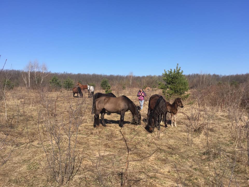 З Київщини на Закарпаття евакуювали табун унікальних зникаючих поліських коней