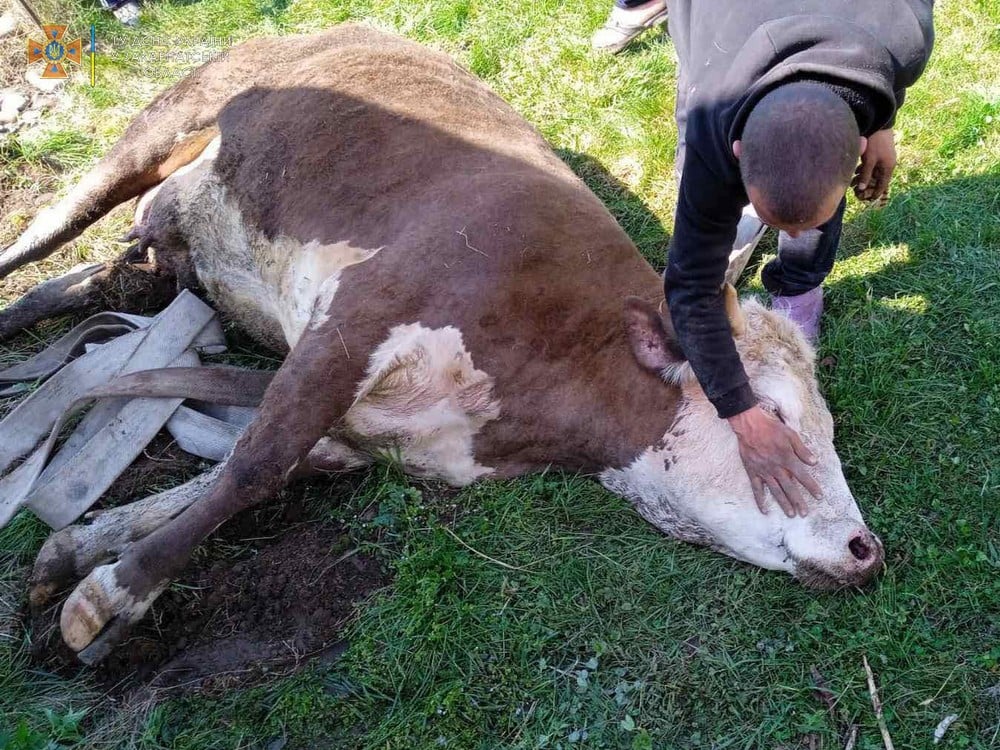 Тячівські надзвичайники рятували корову, що впала у старий колодязь (ФОТО)