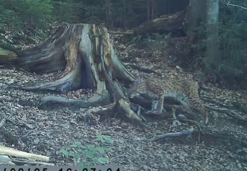 У лісах на Рахівщині зафіксували рідкісного хижака (ВІДЕО)