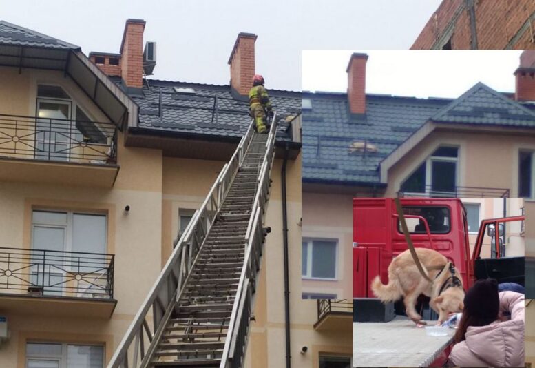 Рятувальники допомогли ужгородському песику спуститися з даху п’ятиповерхівки