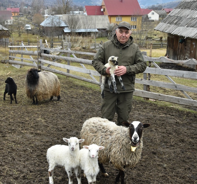 На Закарпатті ентузіасти борються за збереження поголів’я овець (фото)