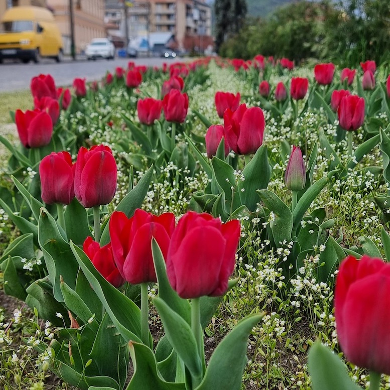 В Мукачеві квітне алея з 13 тисяч тюльпанів пам’яті полеглого Романа Жука